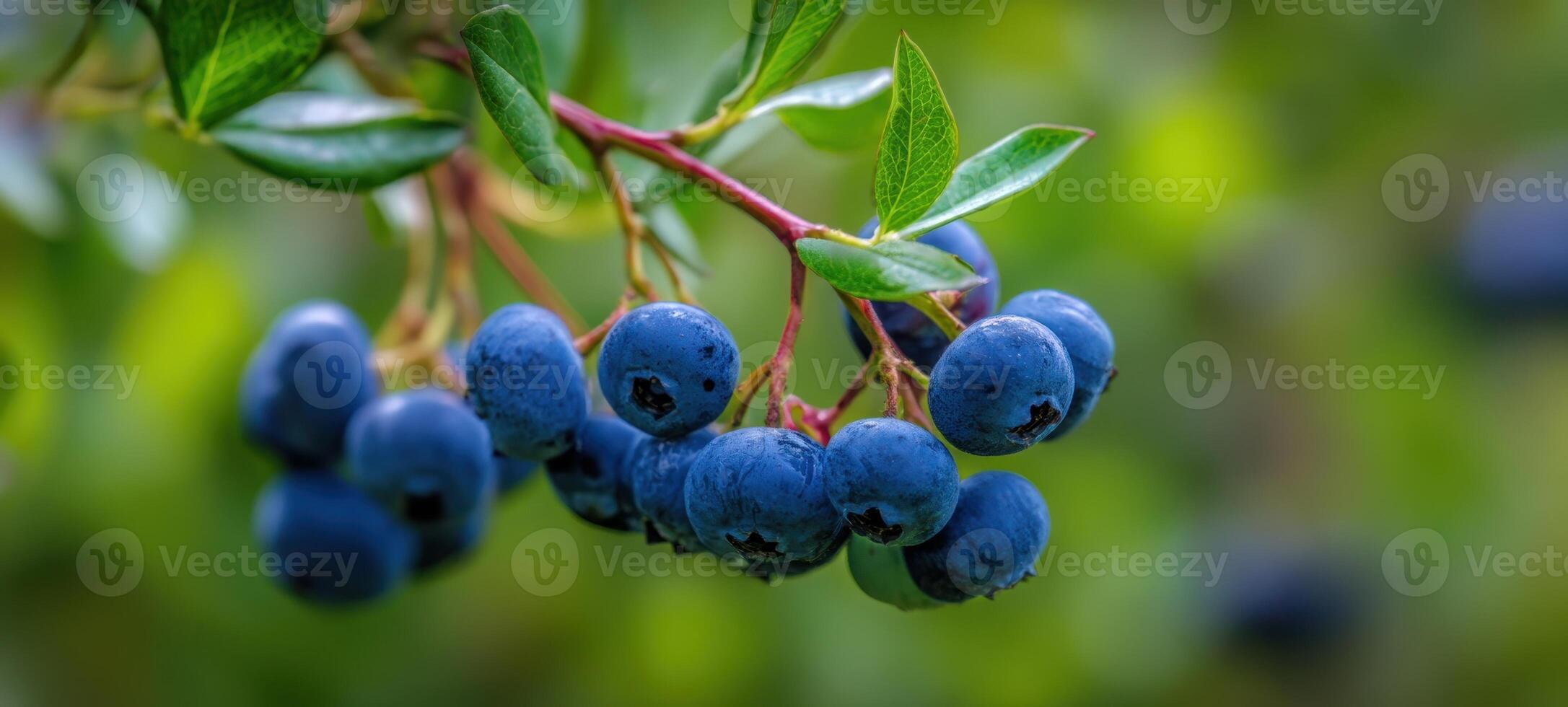 The blueberries hanging from a lush green branch in nature's garden. photo