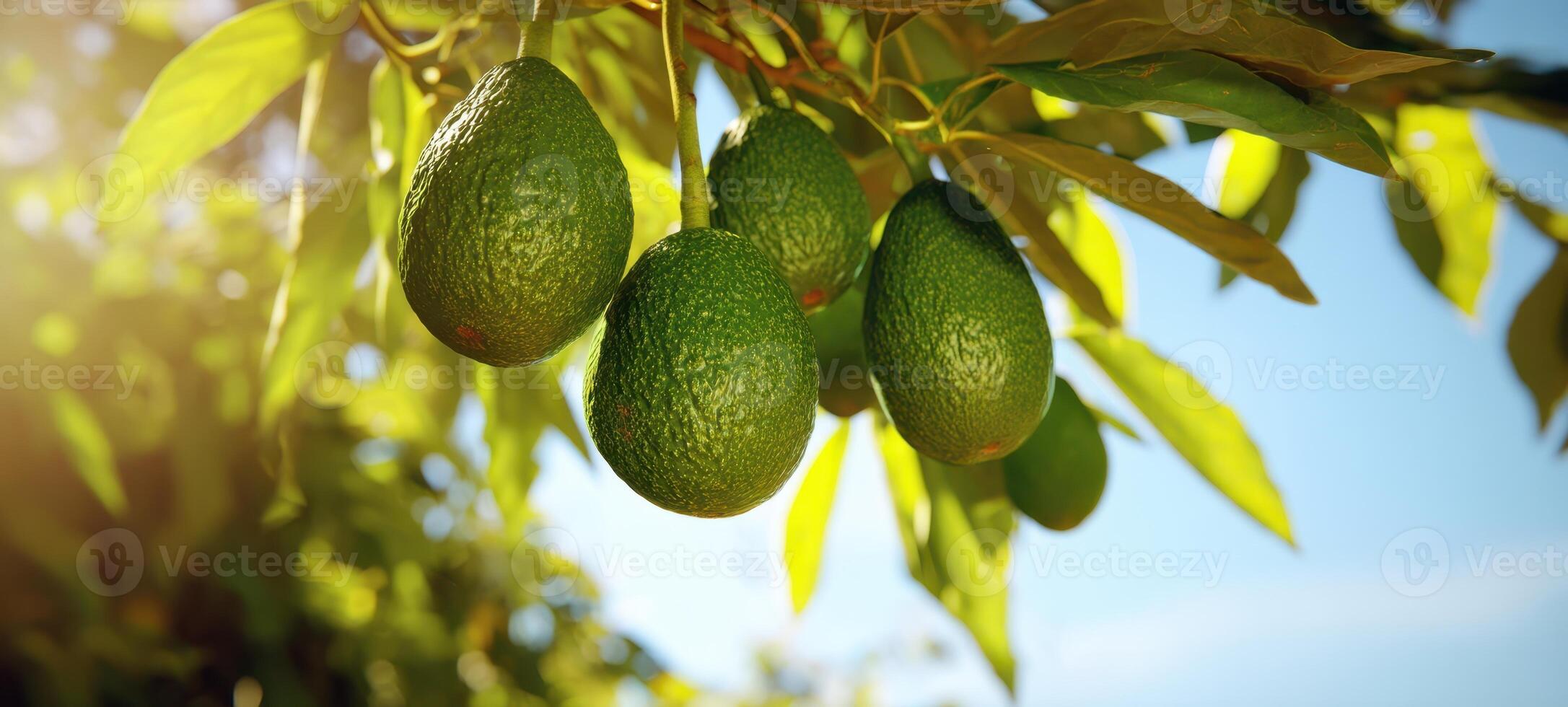 The ripe avocados hanging beautifully from a sunlit tree branch photo