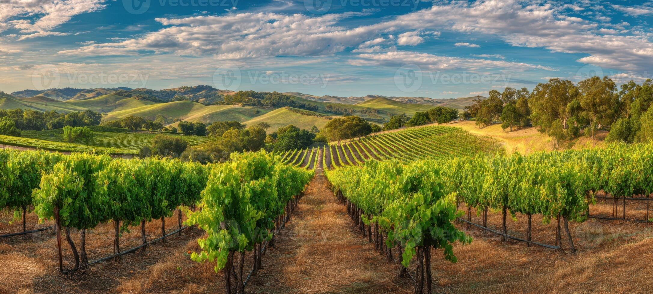 The Lush Vineyard Overlooking Rolling Hills Under a Clear Blue Sky photo