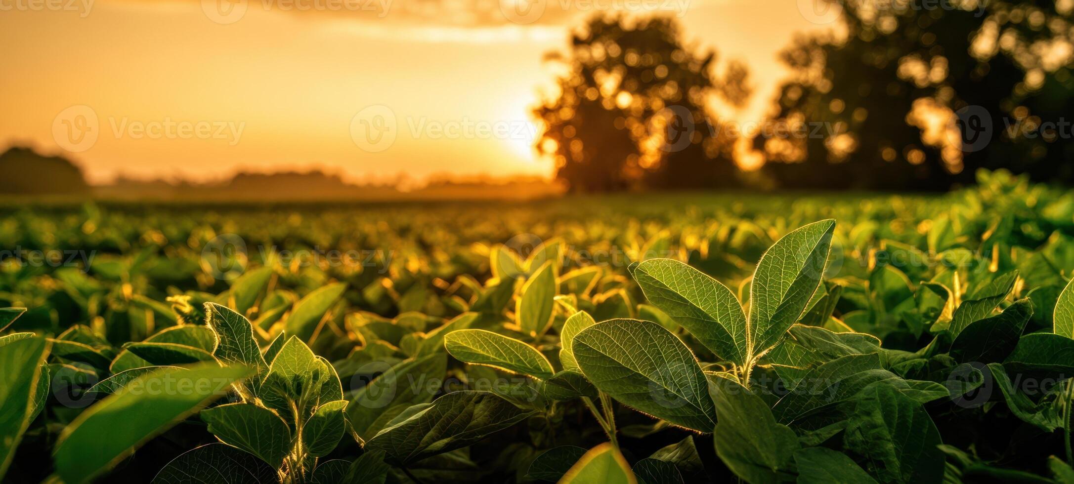 The lush green leaves illuminated by a golden sunset in a serene field. photo