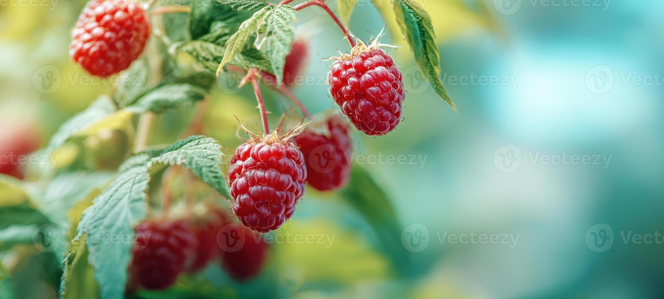 The vibrant raspberries growing on lush green plants in summer sunlight. photo