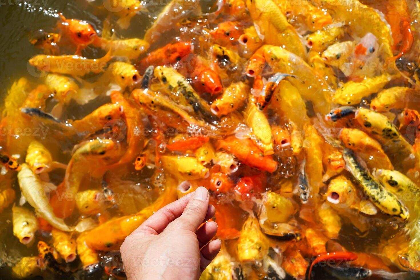 Asian male hand feeding koi fish photo