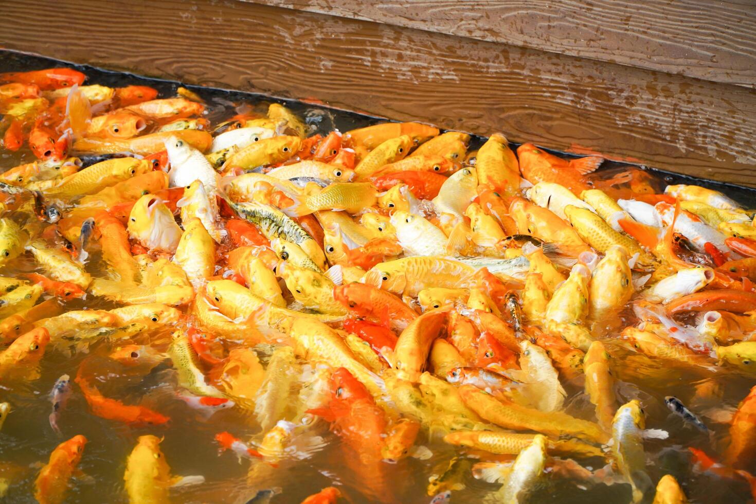colorful koi are starving in the pond. photo