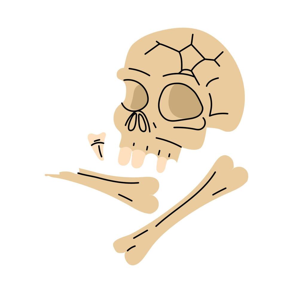 human skull with bones, teeth. Archaeological finds, Excavations, finds of human life. It is suitable for scientific materials, museum projects, textbooks, topics on archeology, anthropology, history vector