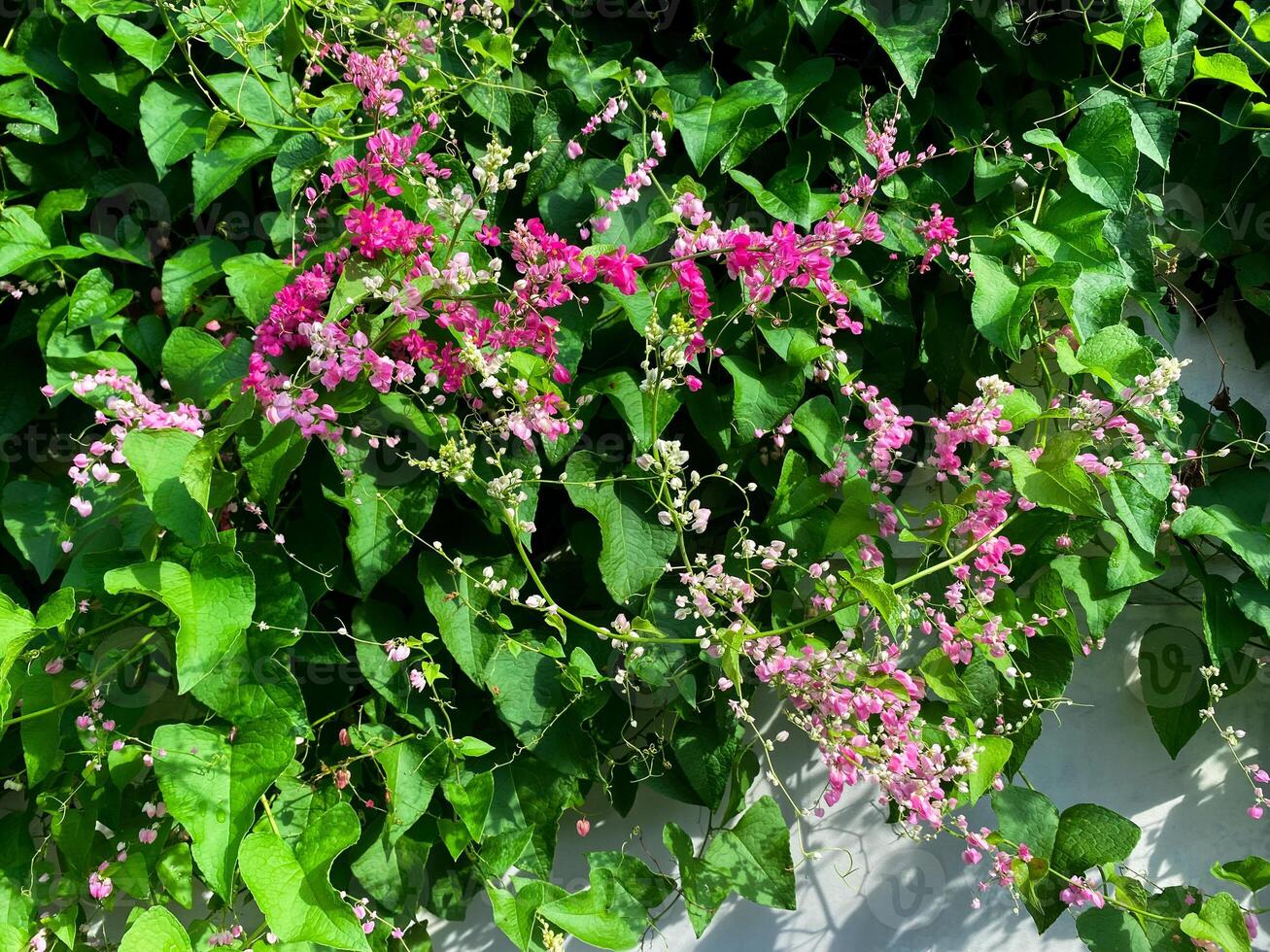 Vibrant Pink Antigonon leptopus Flowers Blooming on Lush Green Vines Cascading Down a Wall photo