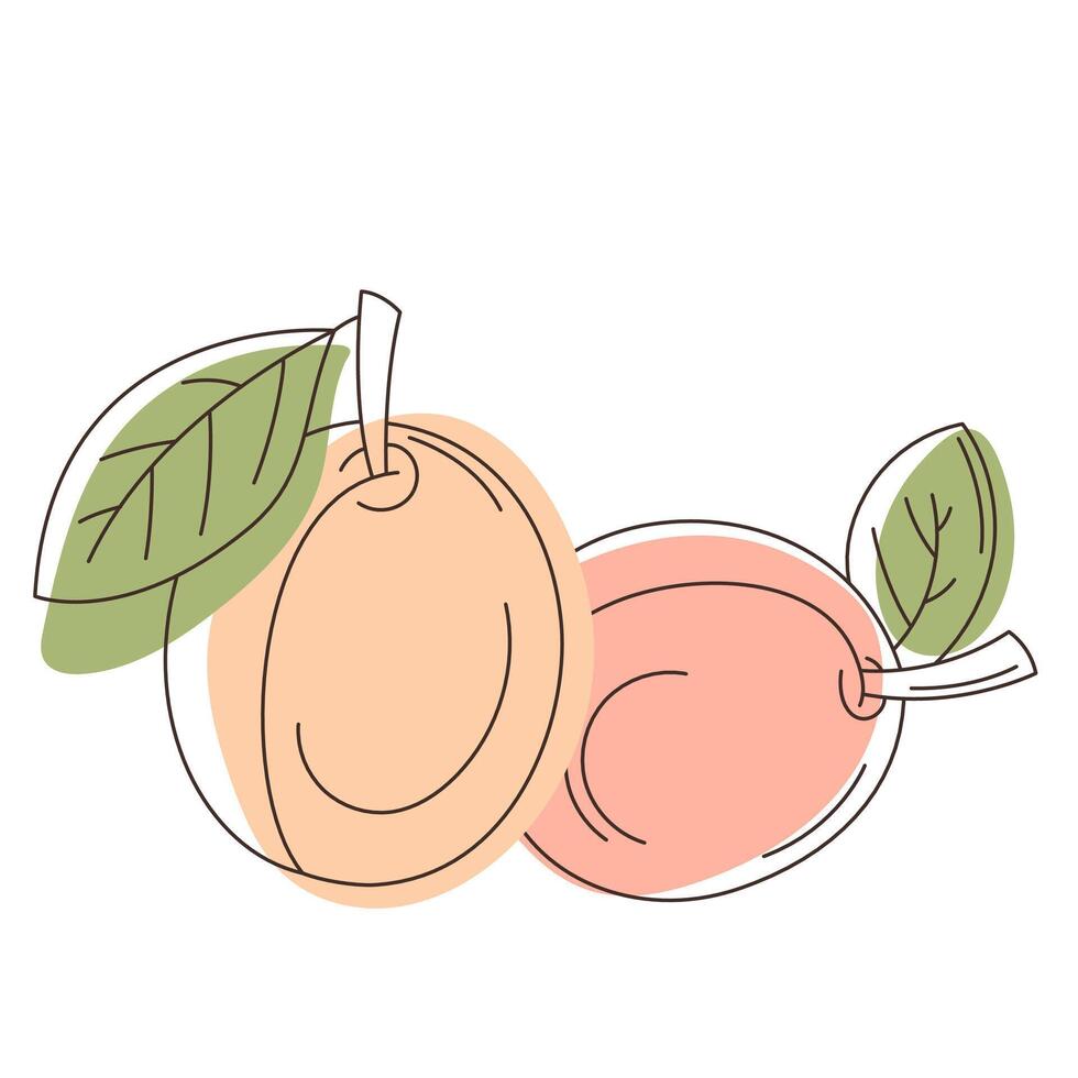 two apricots line art vector