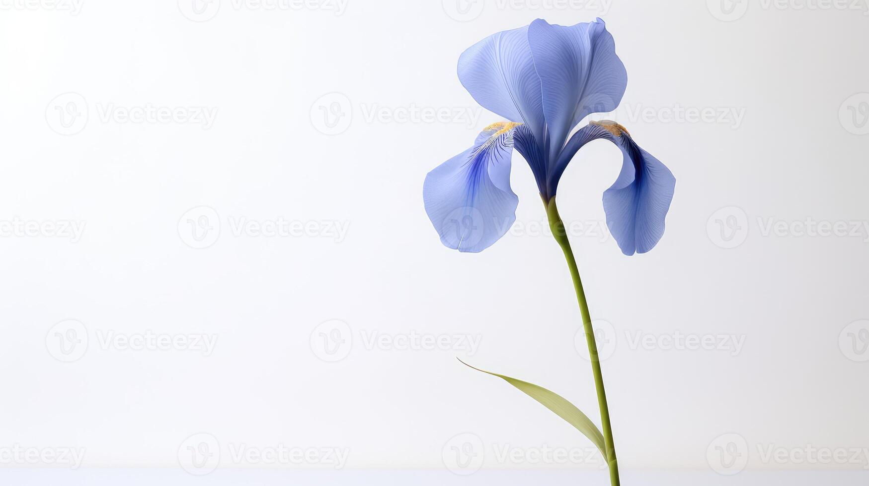 iris blue flower on white photo