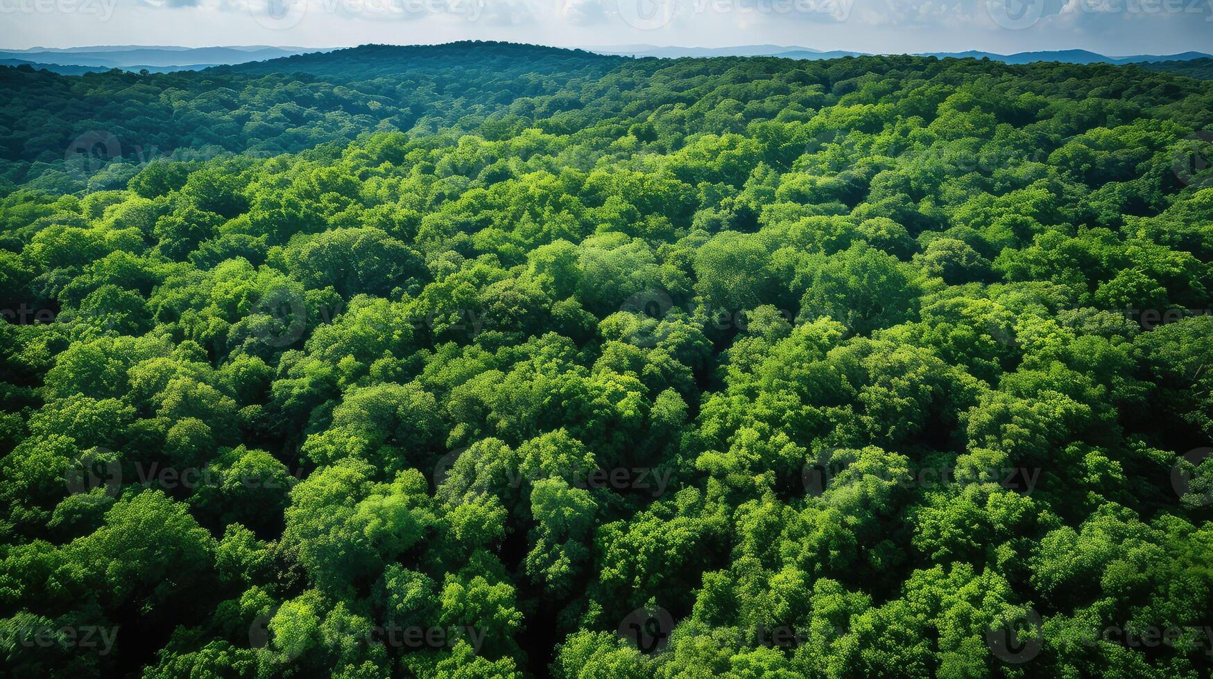canopy green trees photo