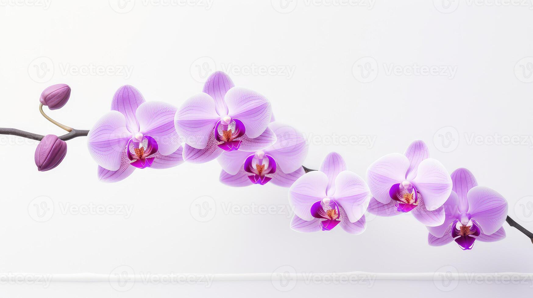 orchid purple frame photo