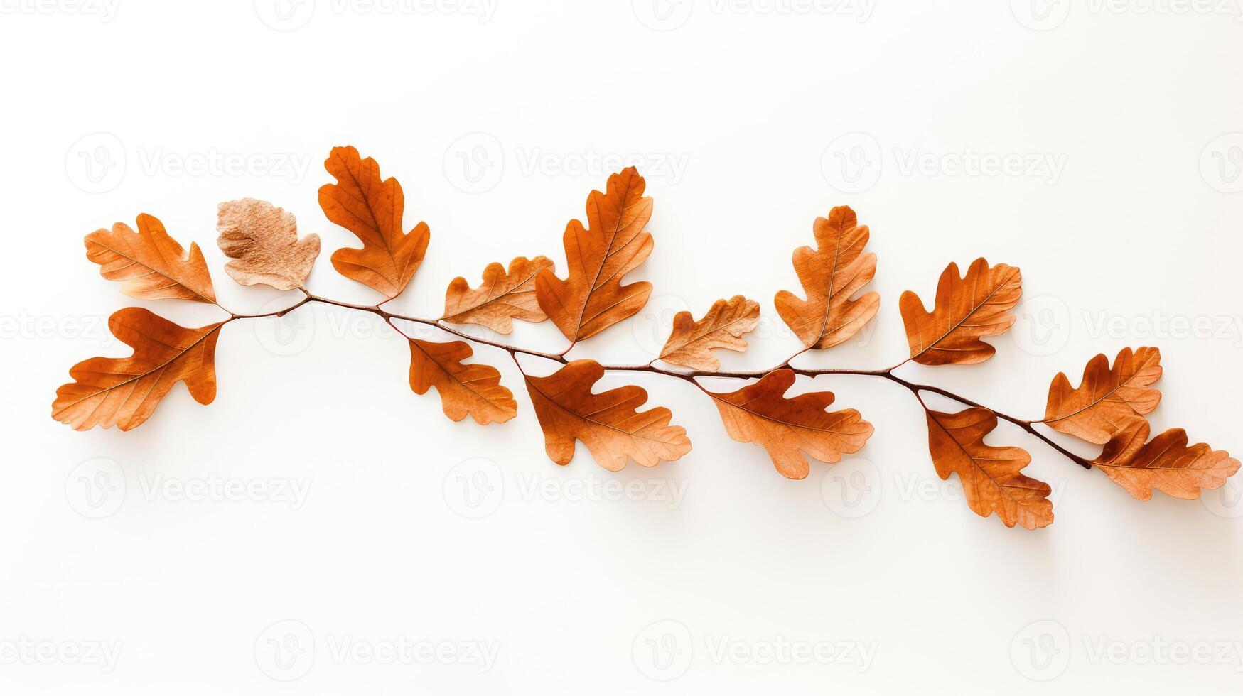 minimalist fall leaves on white photo