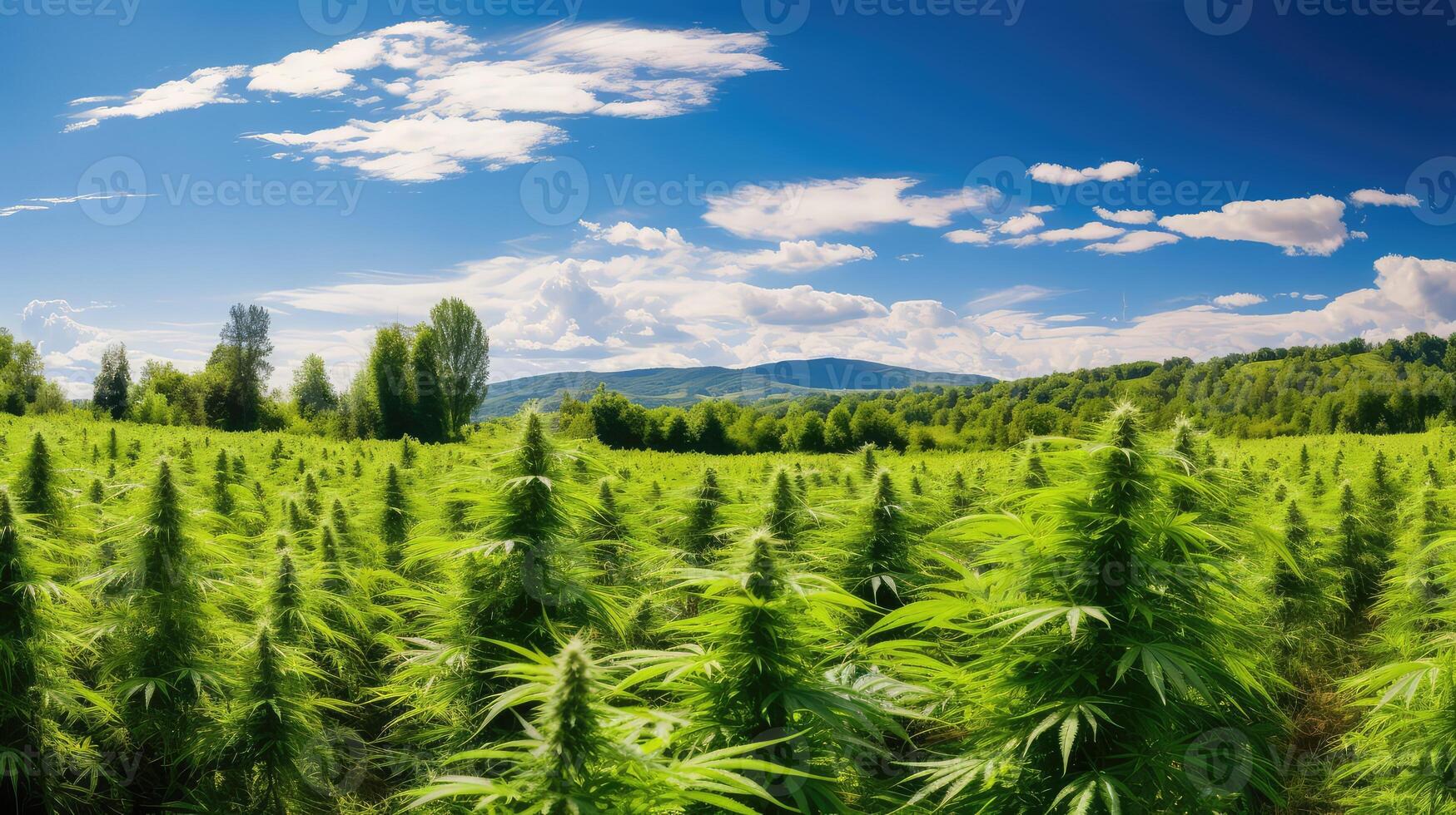 thc weed leafs photo