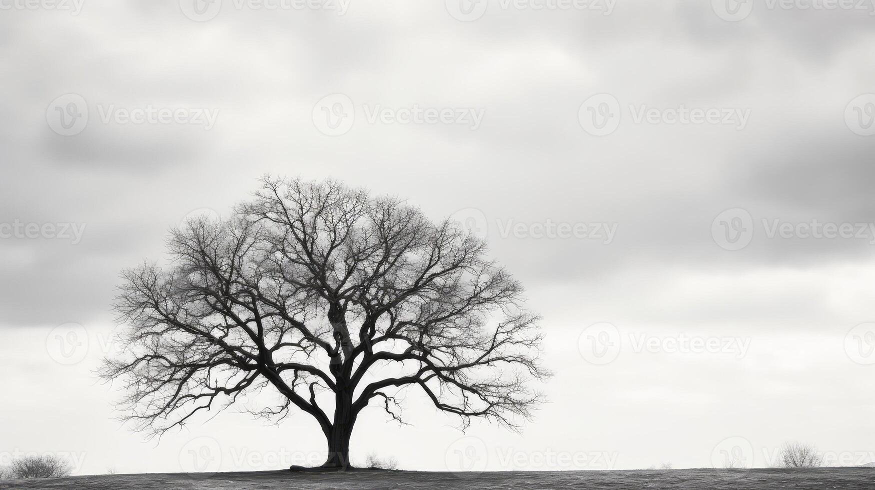 photograph tamarisk tree photo