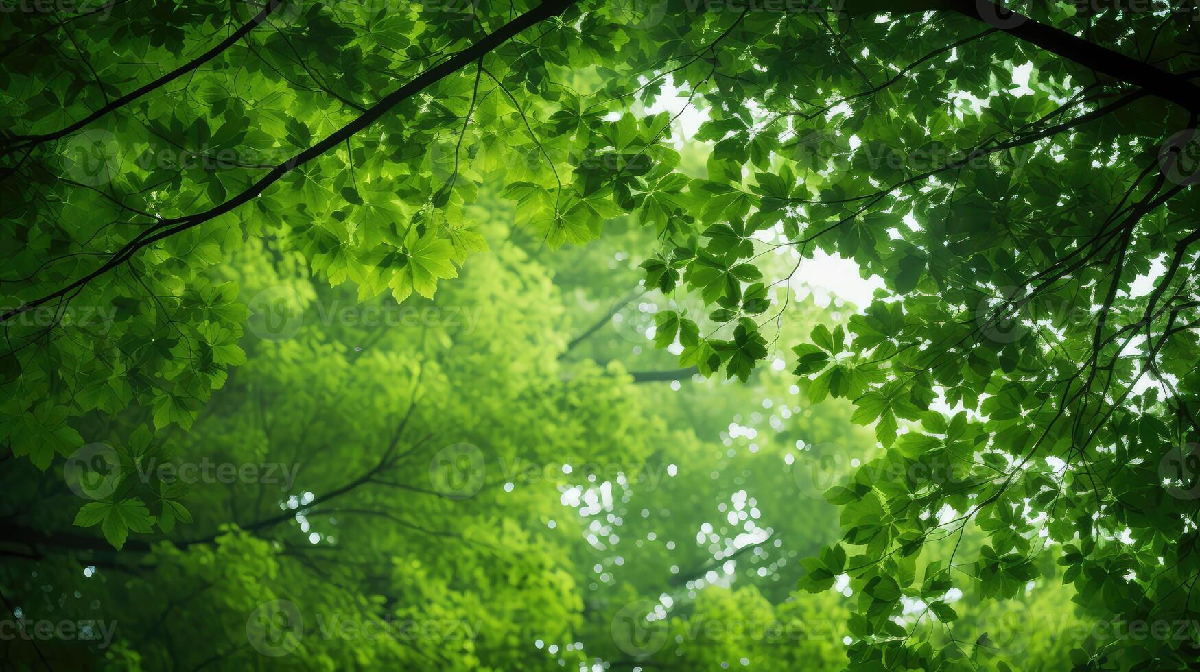 sunlight mottled green background photo