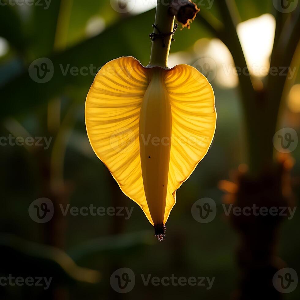 Hanging Flower Bud with Yellow Petals in Natural Light photo