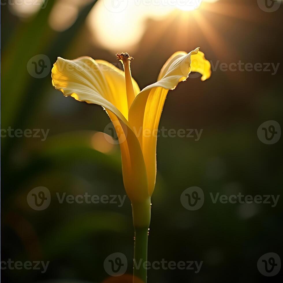 Yellow Flower Bloom Lit by Sunlight in Dark Setting photo
