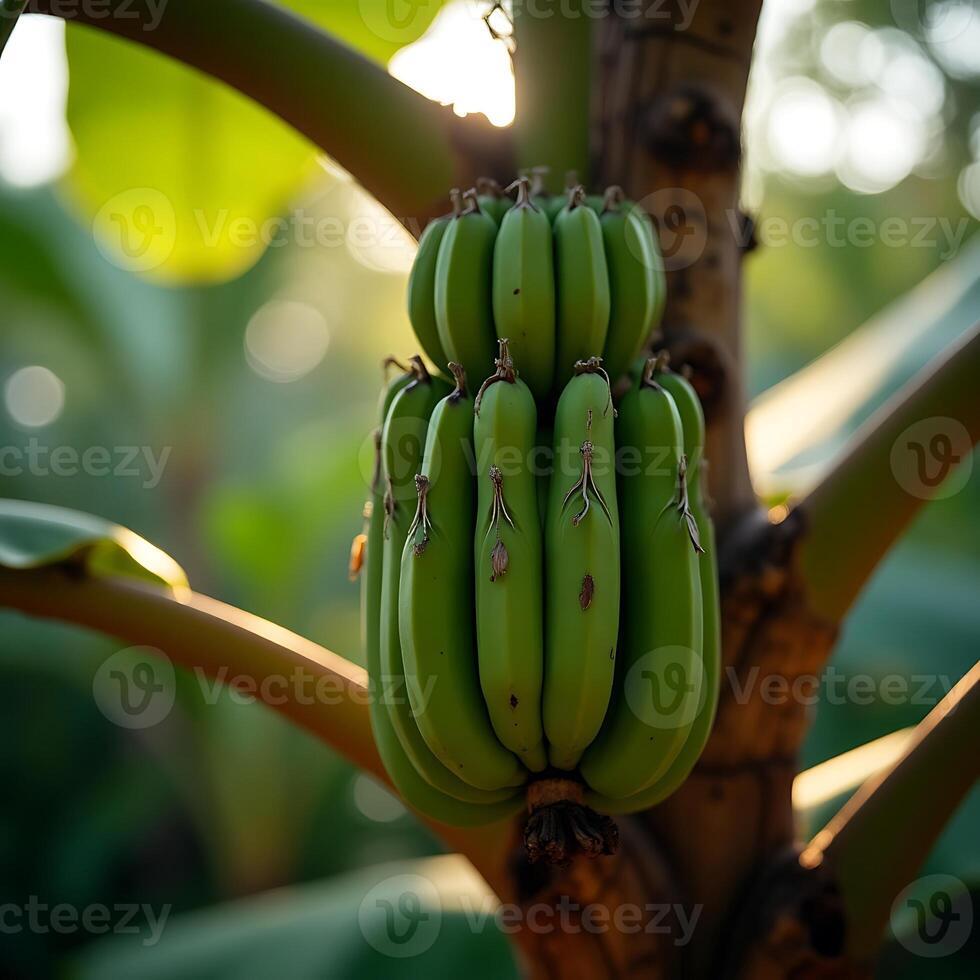 Banana Bunch Growing on Tree in Tropical Setting photo