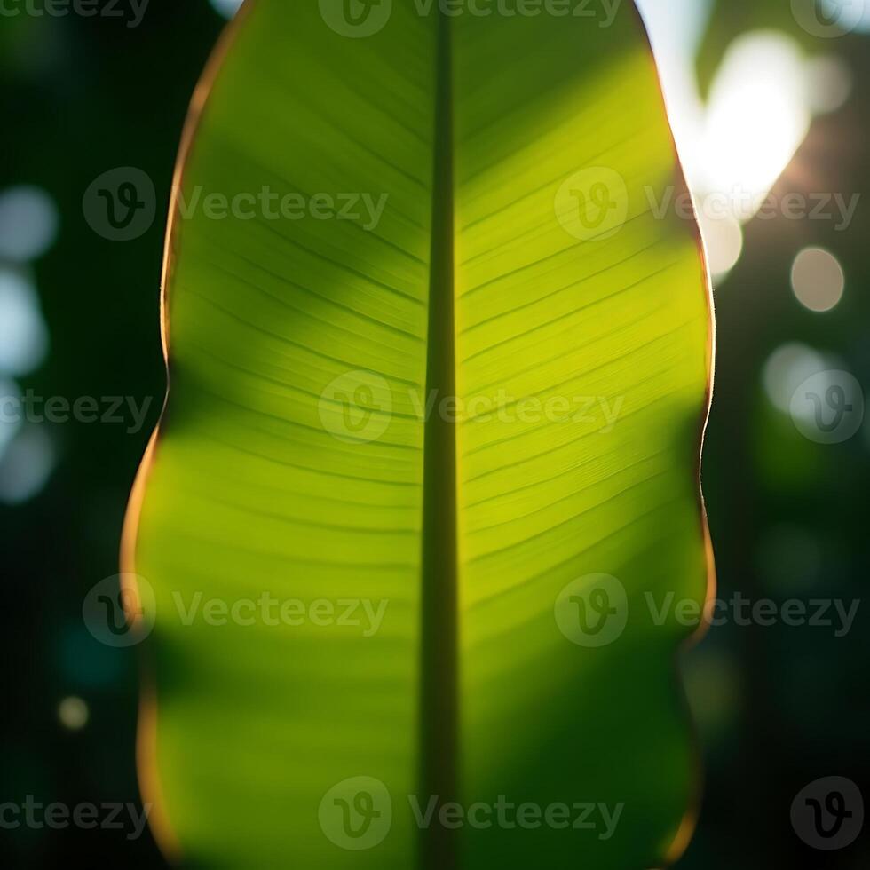 Backlit Green Leaf Texture with Sun Flare Macro photo