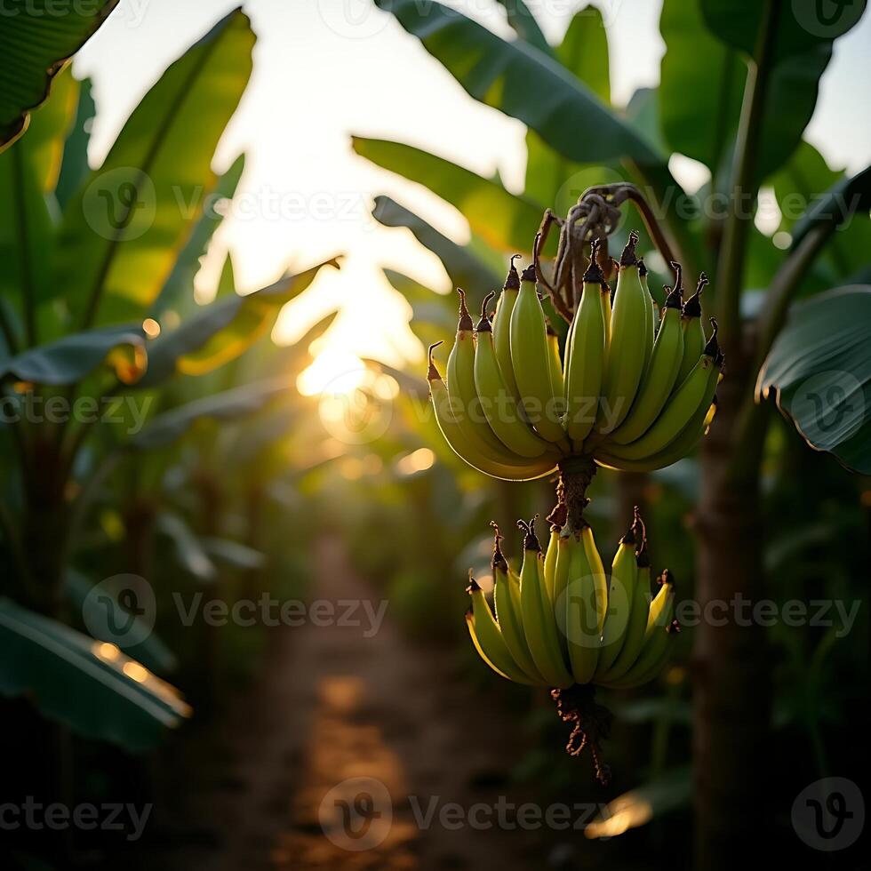 Banana Tree with Fruit Hanging in Plantation at Sunset photo