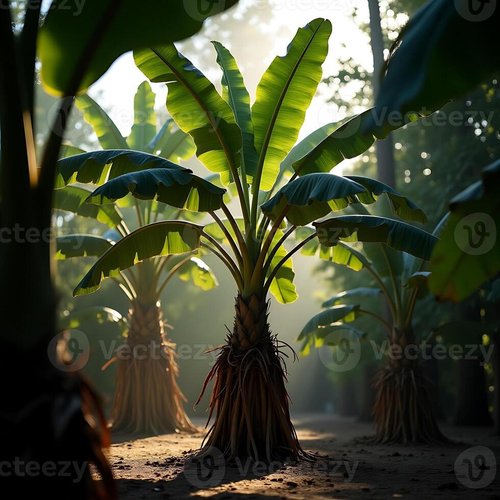 Banana Plants Growing in a Tropical Setting with Natural Light photo