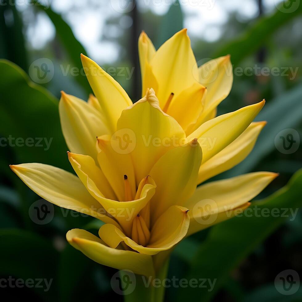Close-up of Bright Yellow Tropical Flower Blooming in Natural Light photo