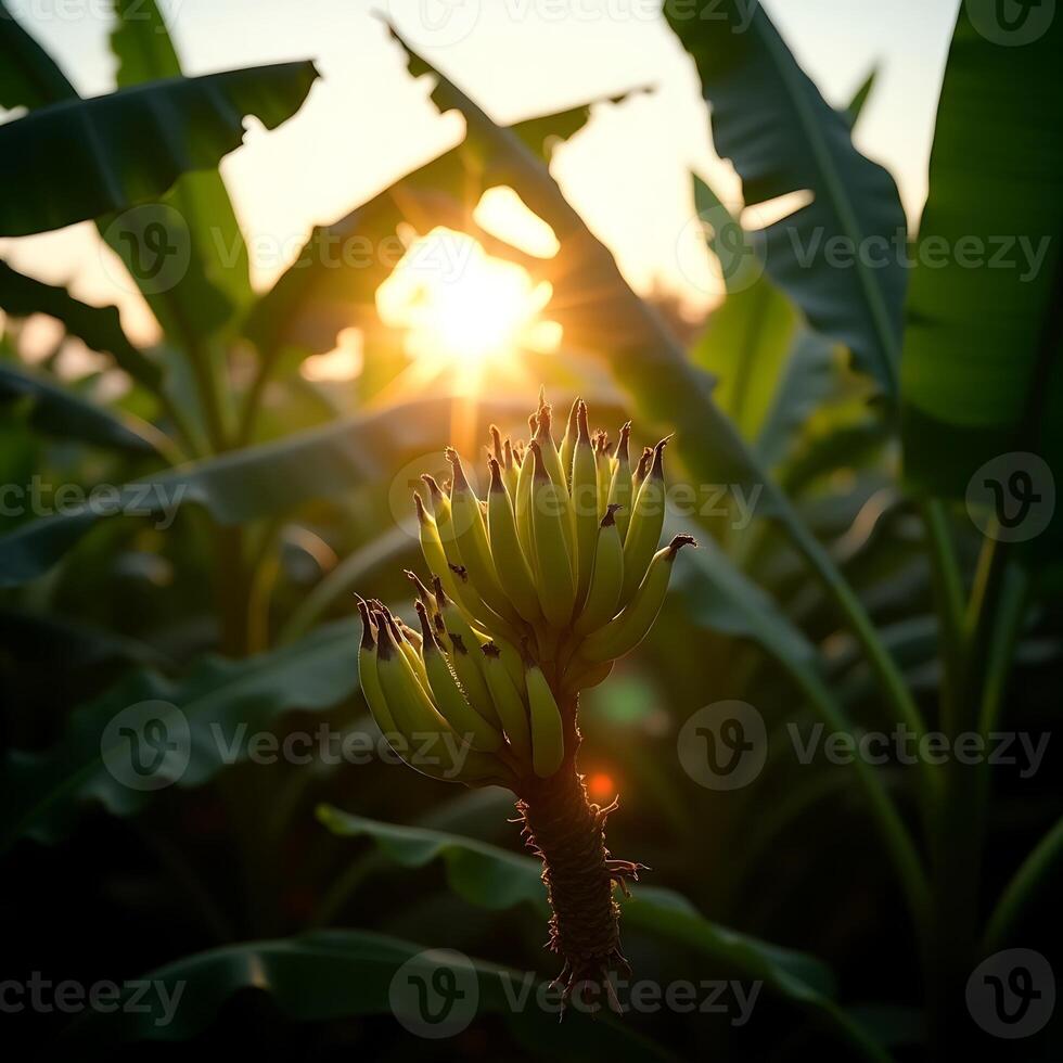 Growing Bananas at Sunset Fresh Harvest on Banana Plant photo