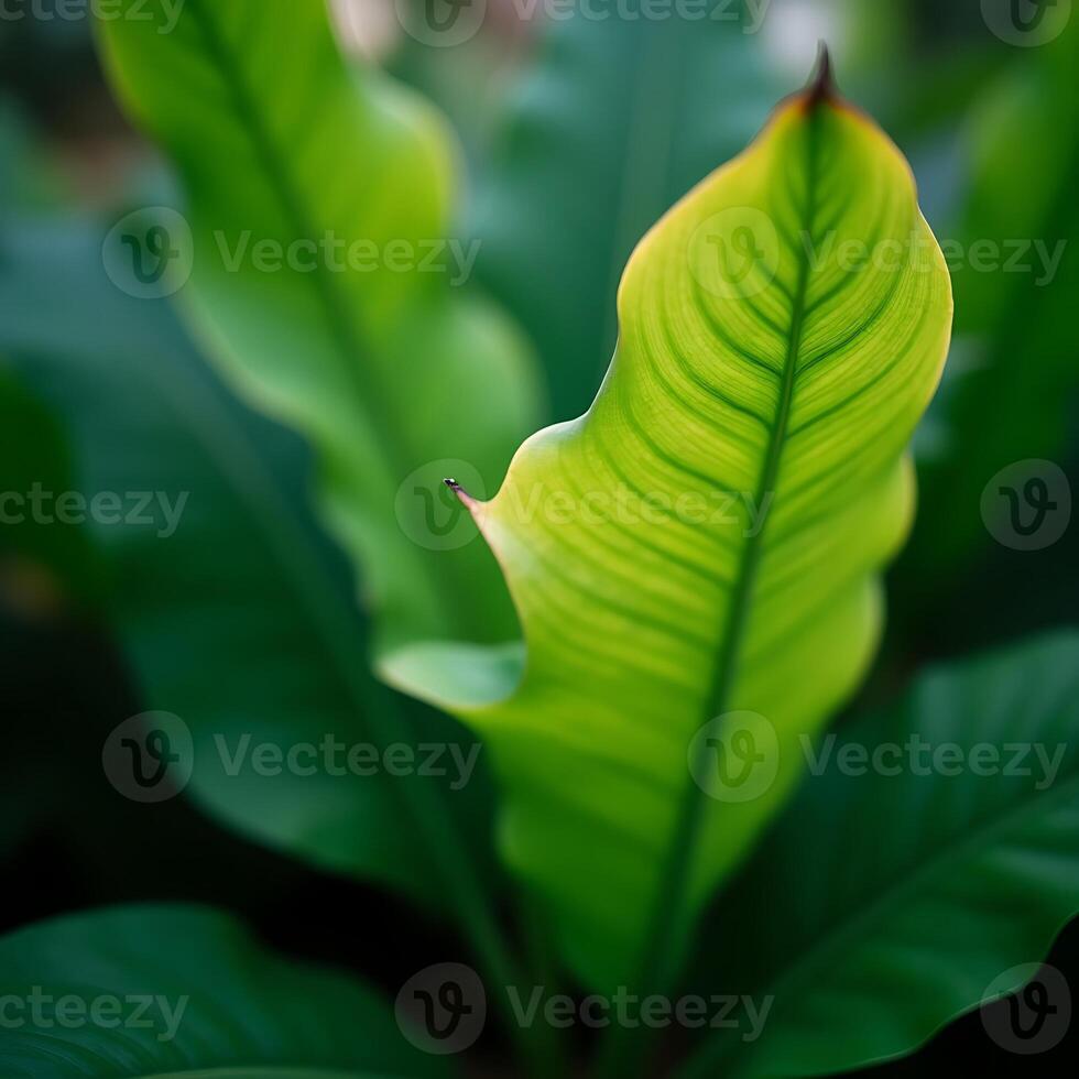 Studying Green Leaf Texture Close Up in Natural Light photo
