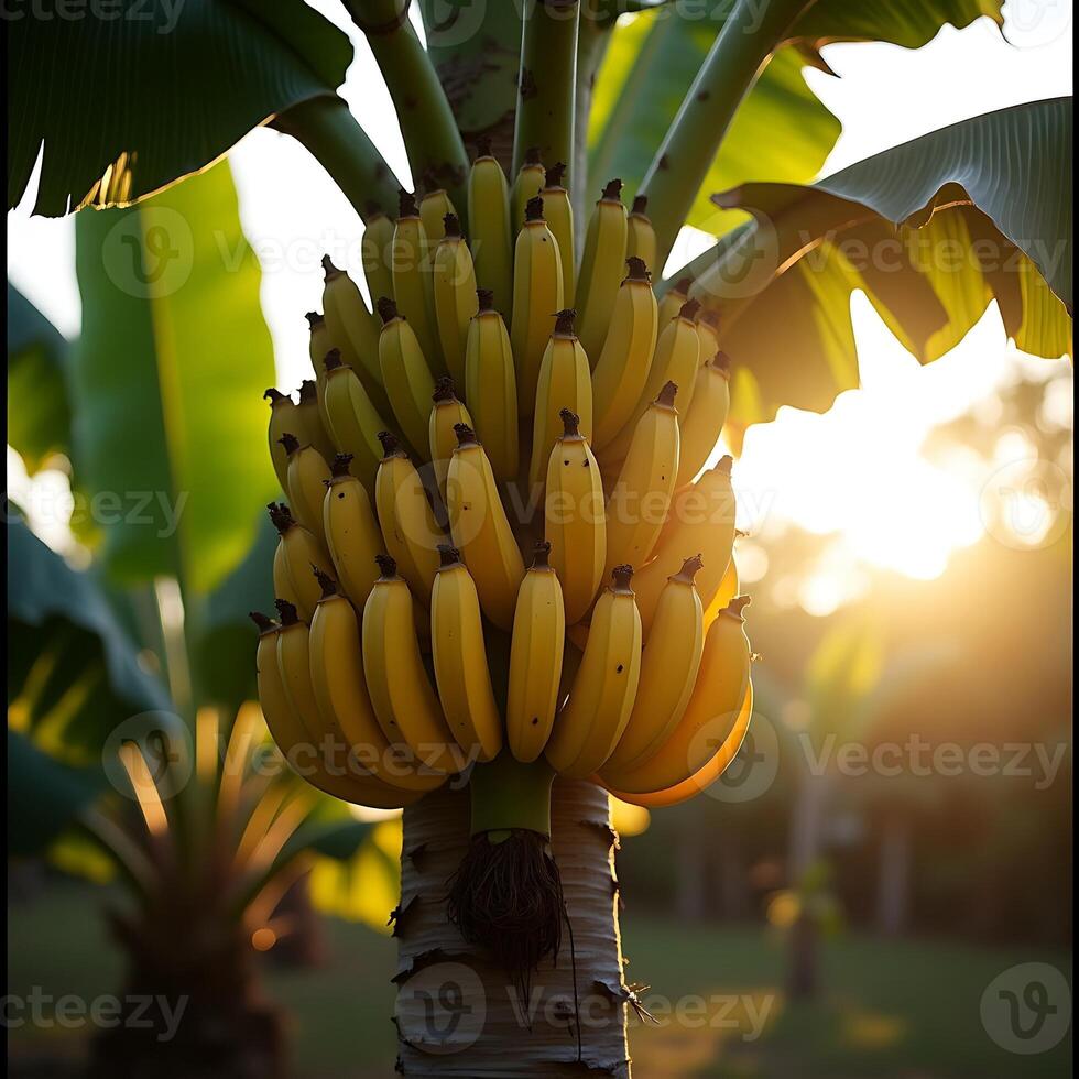 Growing Bananas Bunch on a Tree in Sunlight Close Up photo
