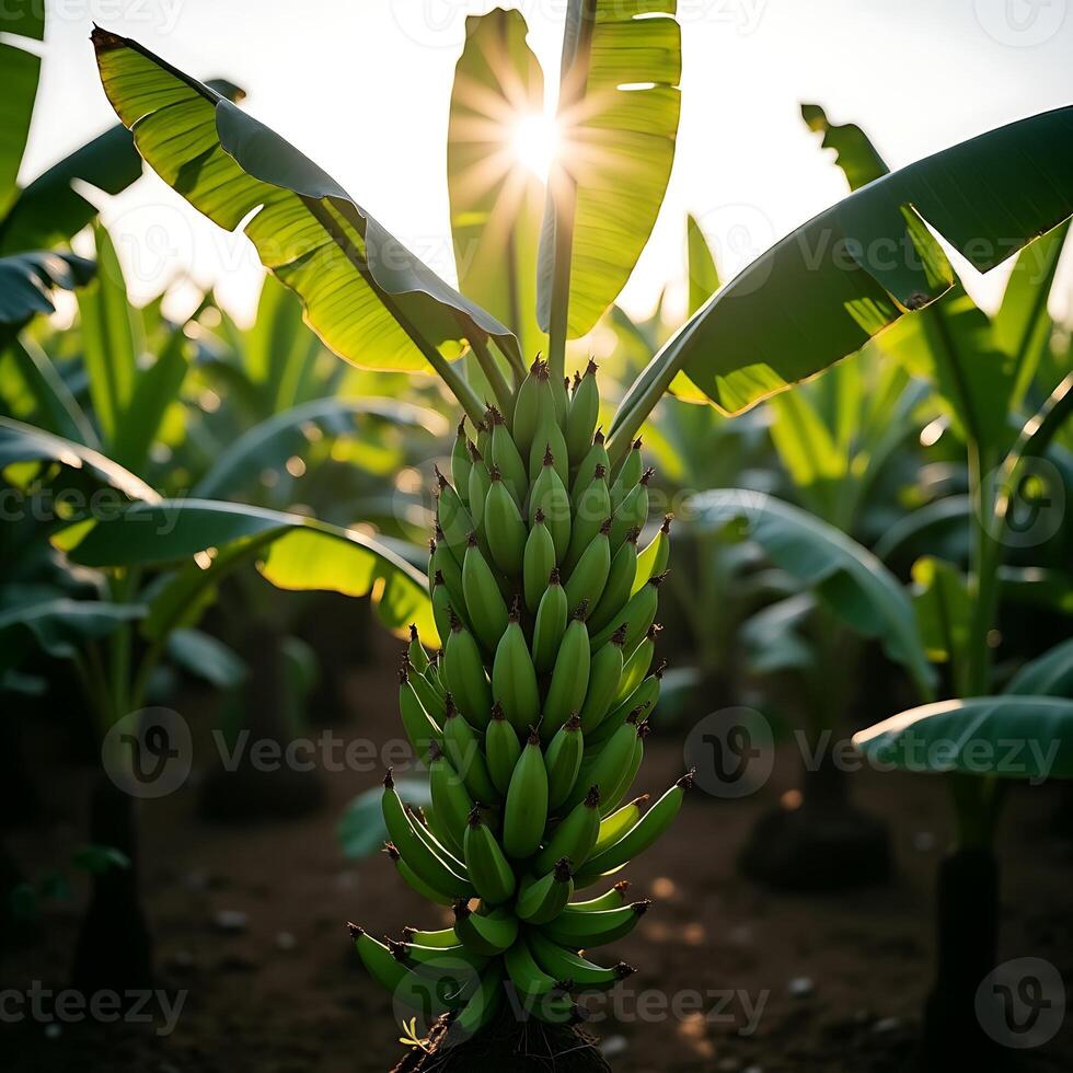 Banana Tree Growing with Unripe Bananas in Field with Sun photo