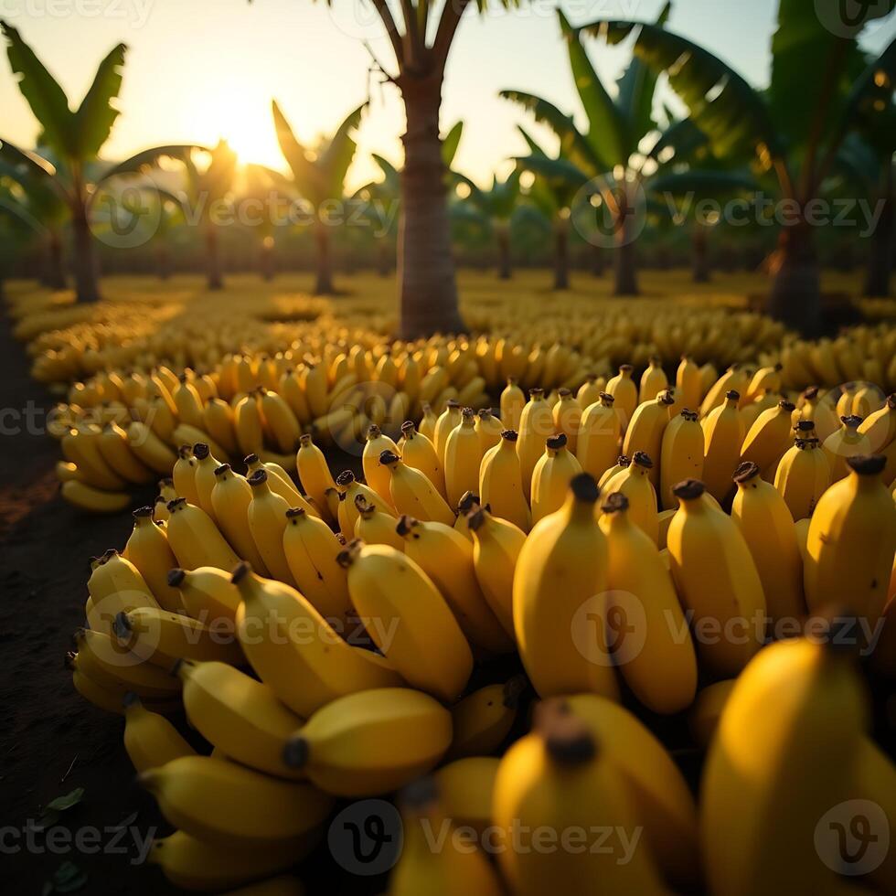 Harvesting Bananas at Sunrise with Rows of Banana Trees photo