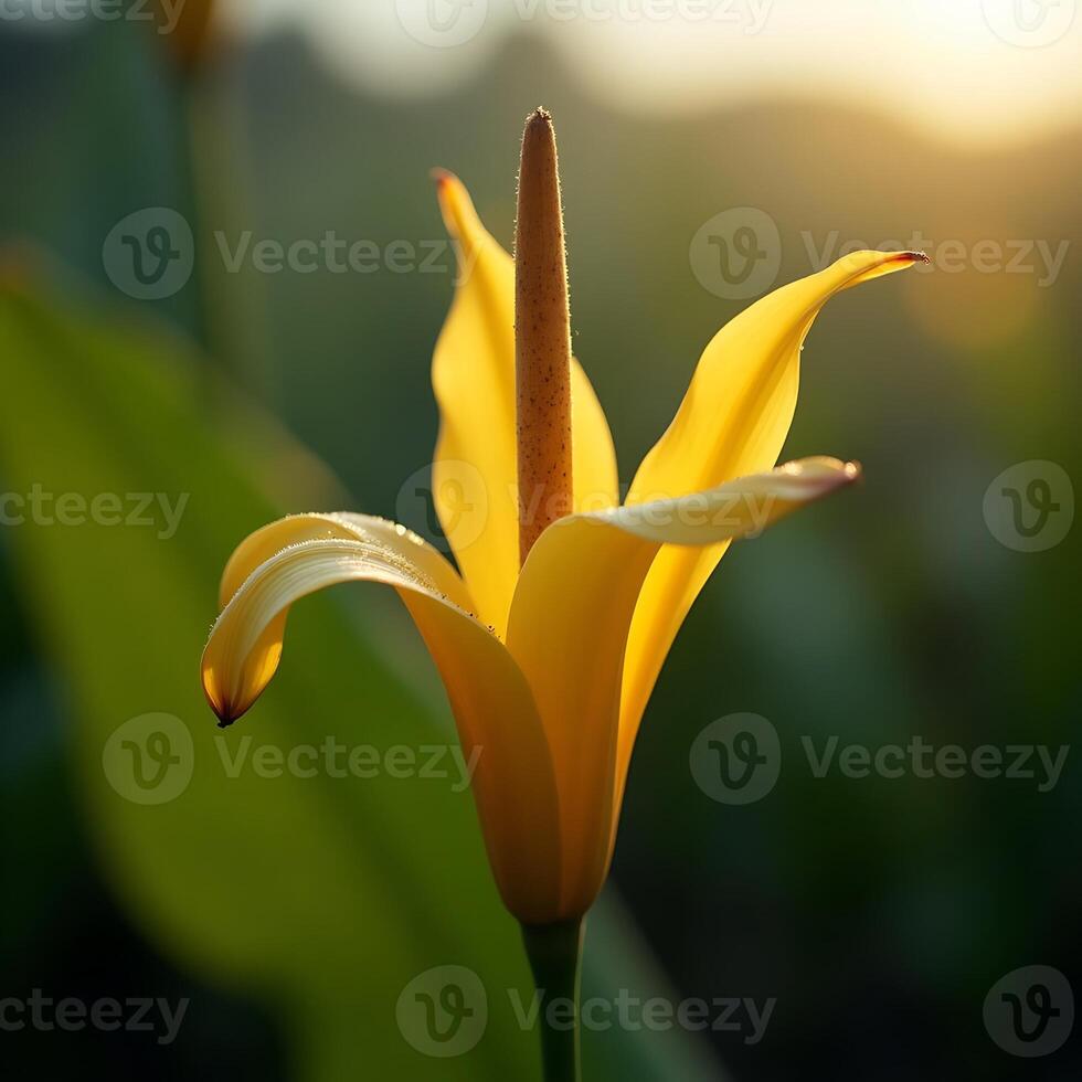 Yellow Flower Blooming with Sunlight Glistening on Petals photo