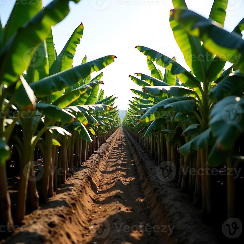 Banana Plant Row in Cultivation Field on Sunny Day photo