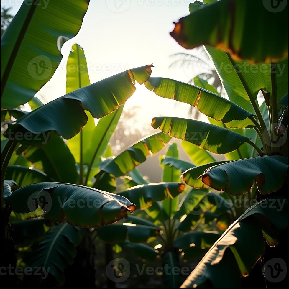 Banana Plants with Large Green Leaves Glowing in Sunlight photo