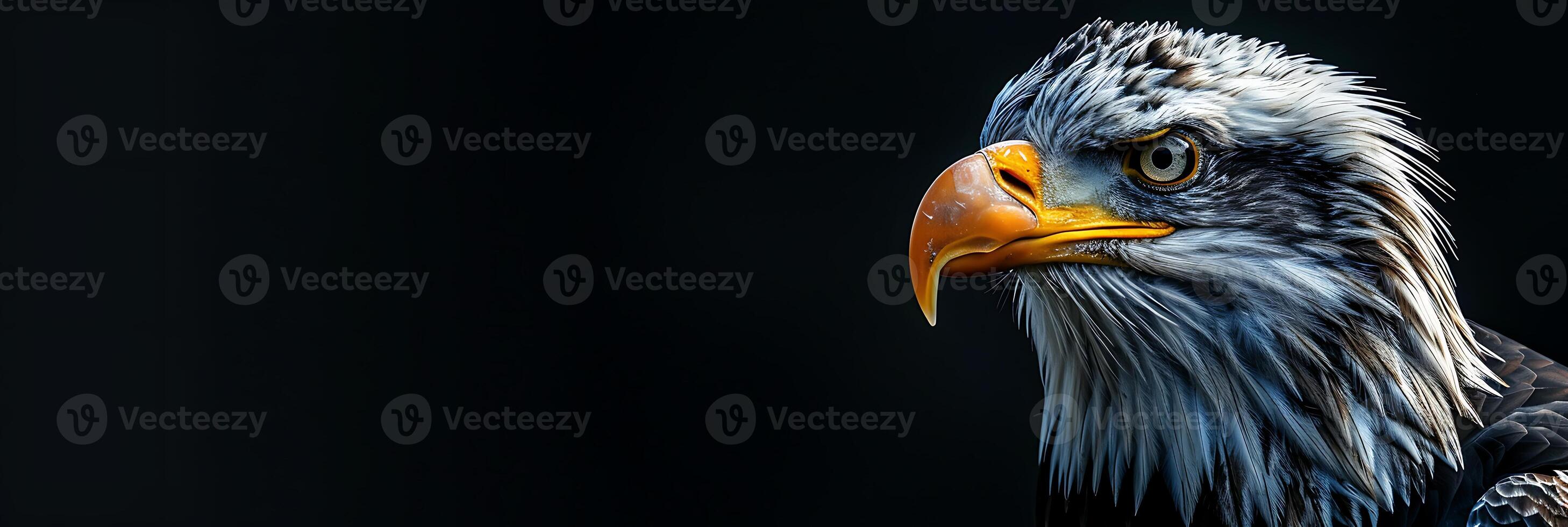 An eagle with a black surface. photo