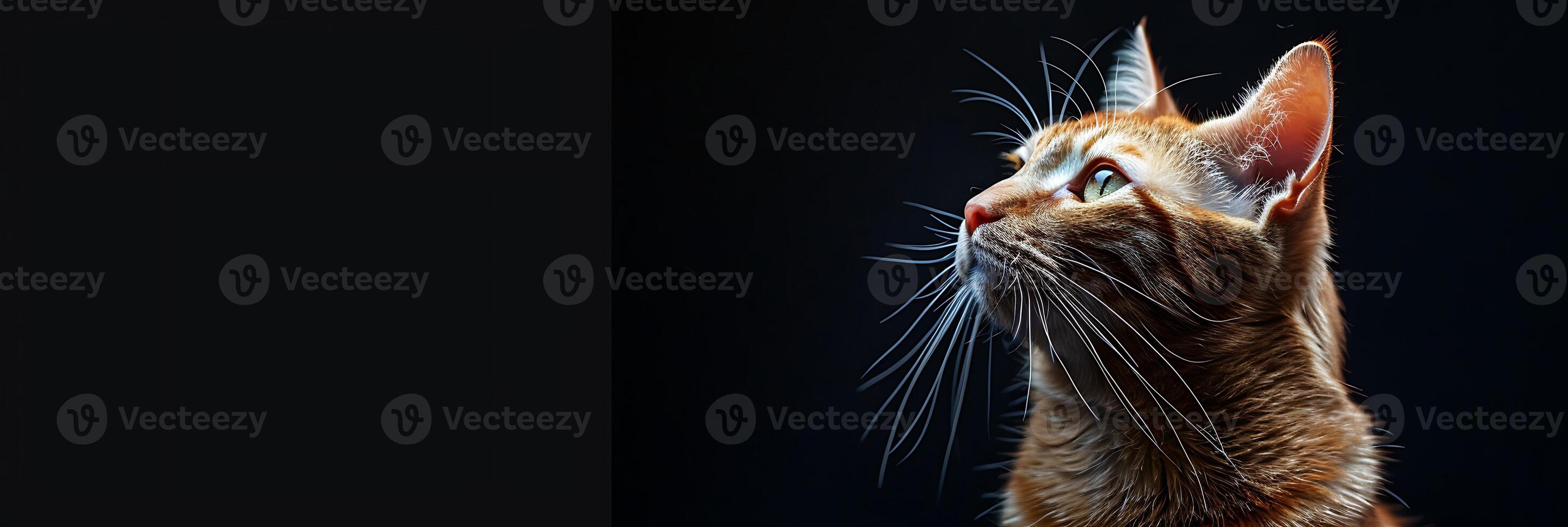 A cat looking up at the sky on a black surface. photo
