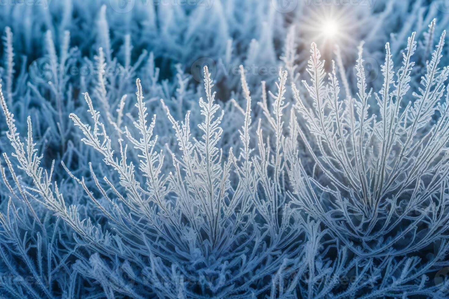 Frosty grass with the sun shining through photo