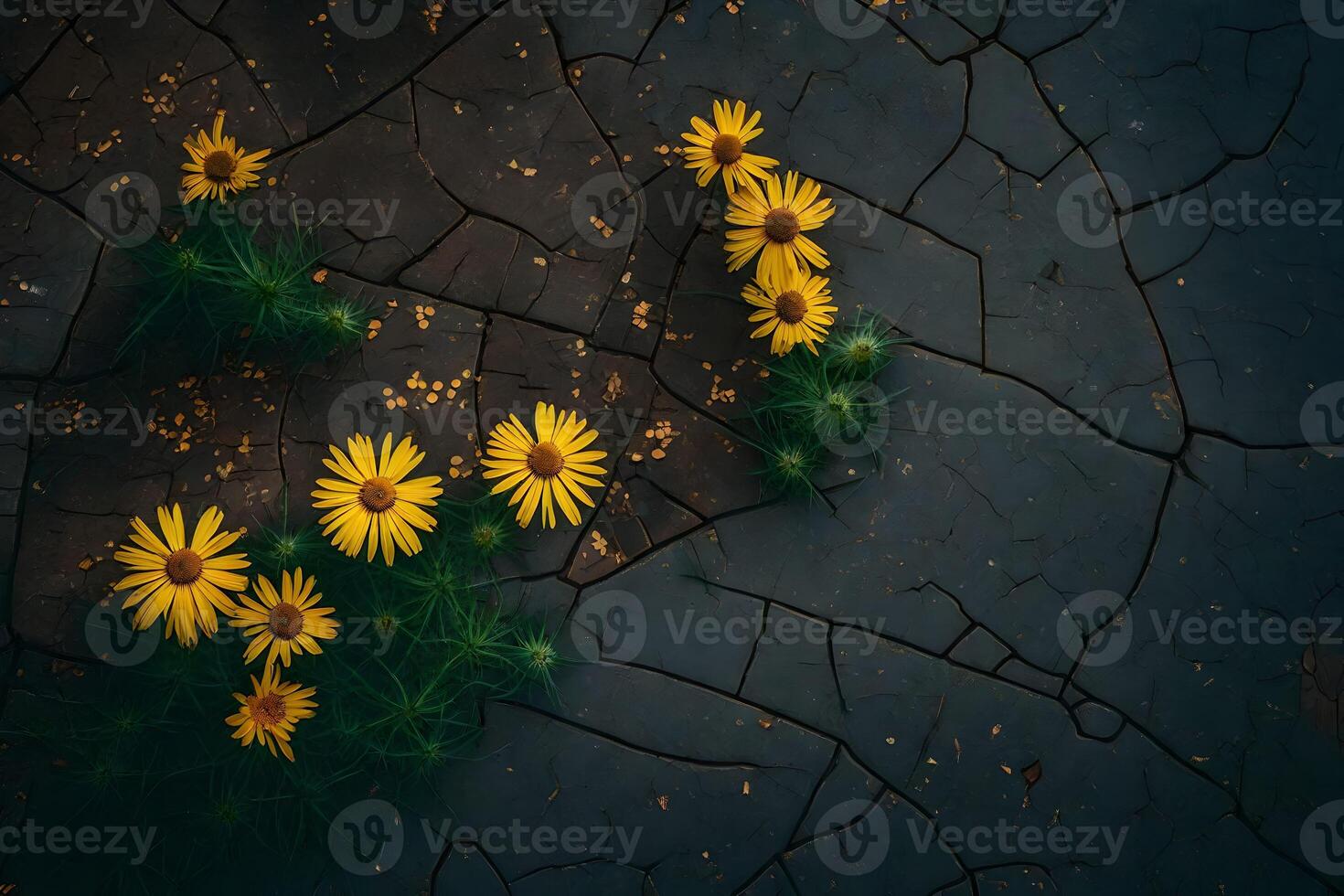 Yellow flowers on cracked ground photo