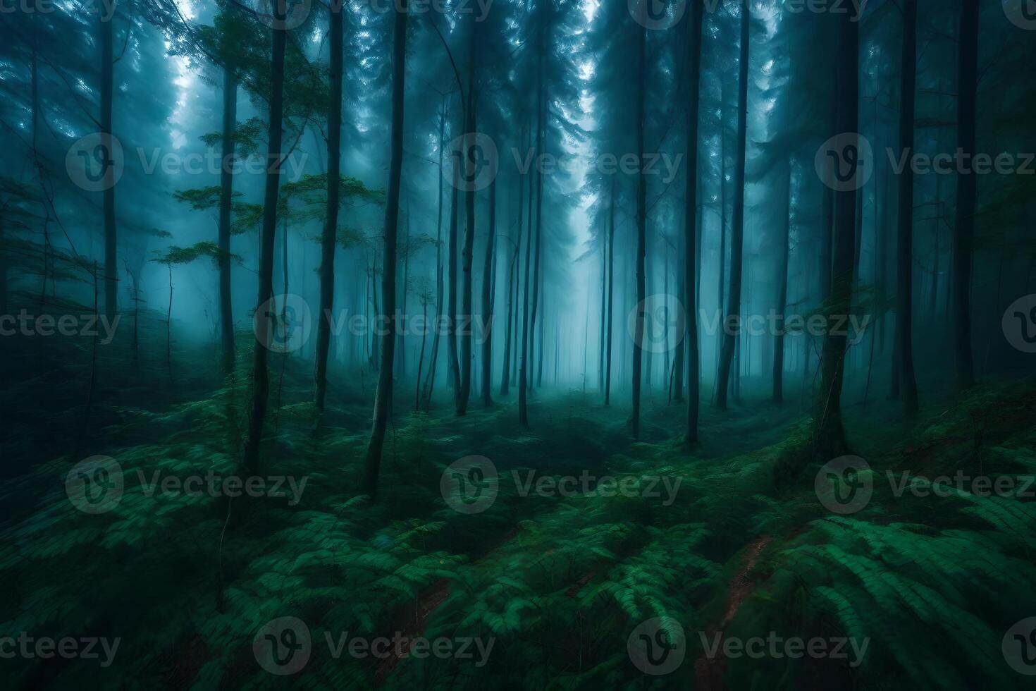A dark forest with tall trees and ferns photo