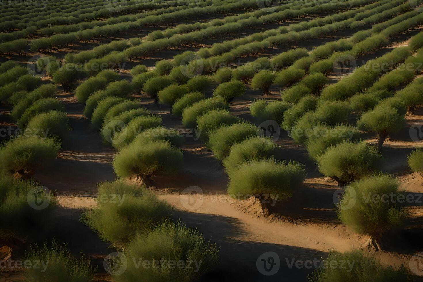 A field of olive trees in the desert photo
