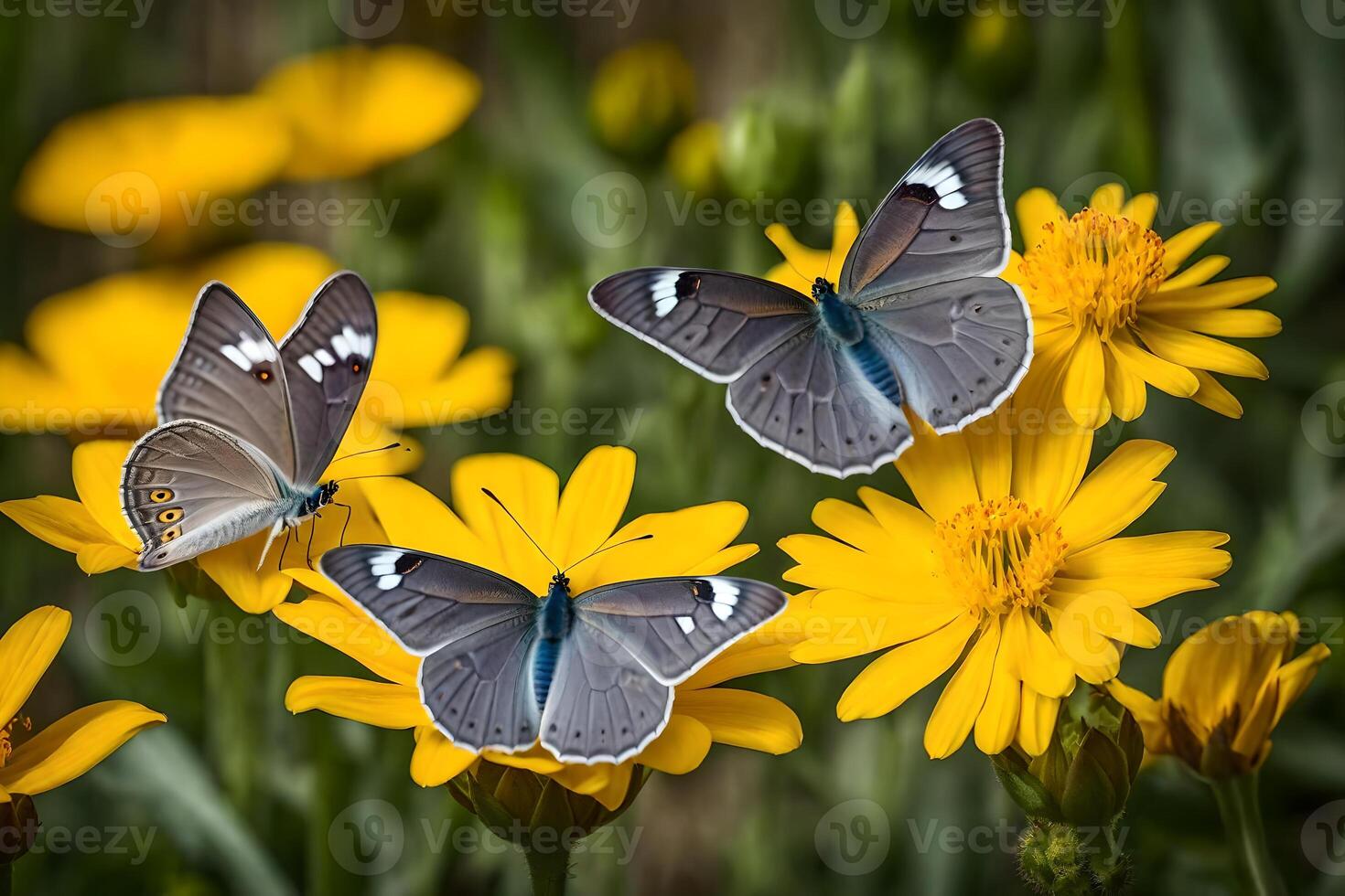 Three butterflies are sitting on yellow flowers photo