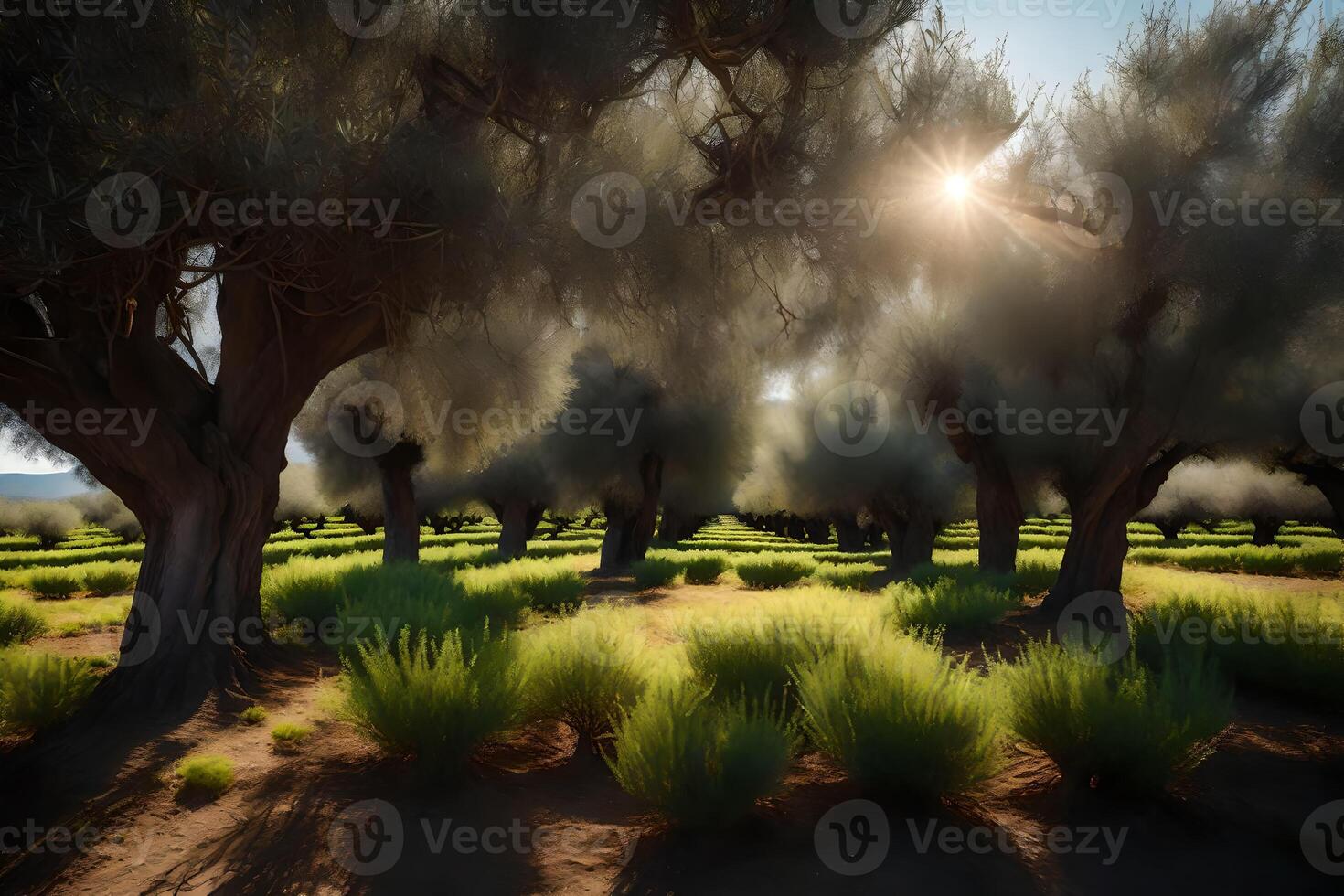 A field of olive trees with the sun shining through photo