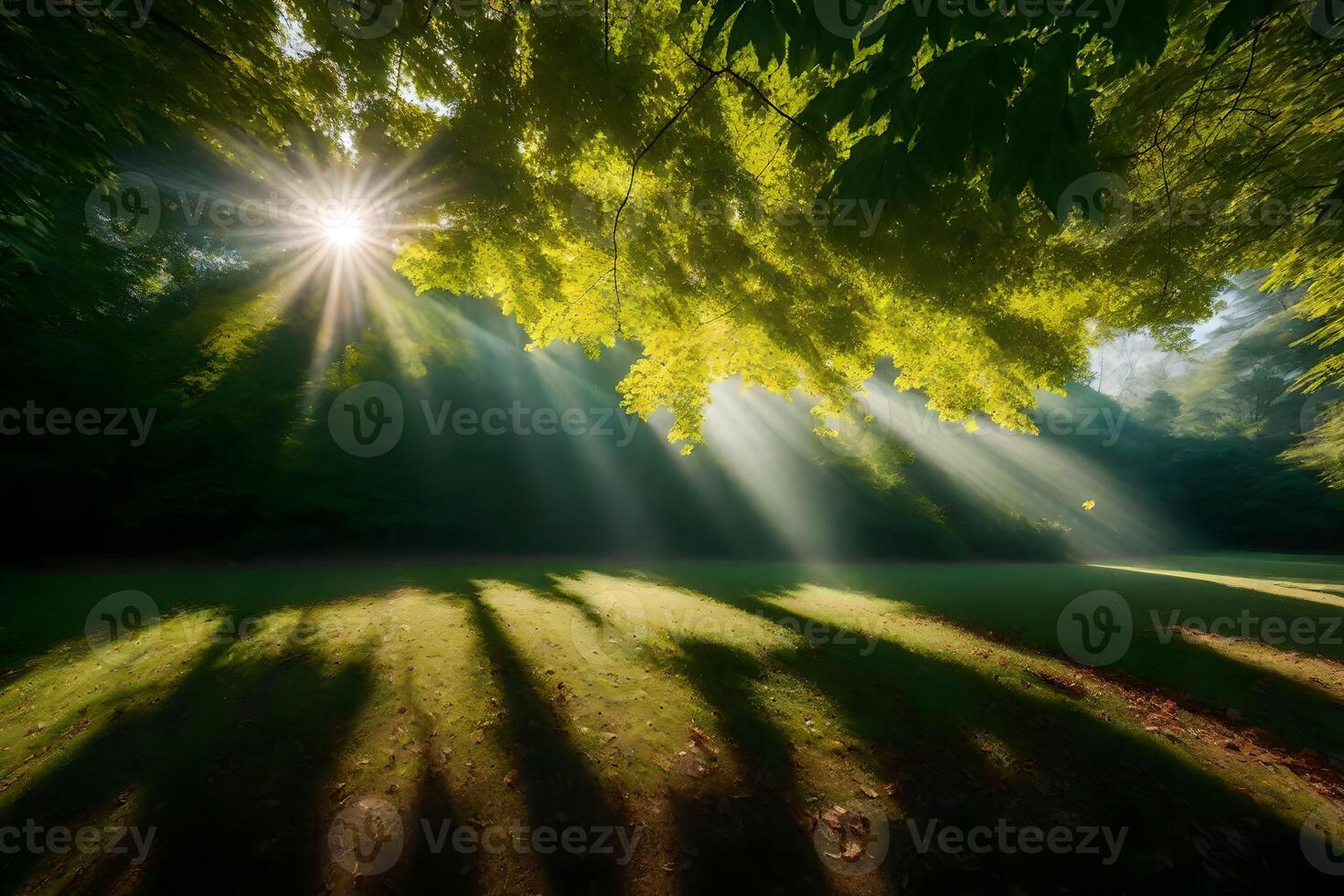 Sunbeams shining through trees in a forest photo