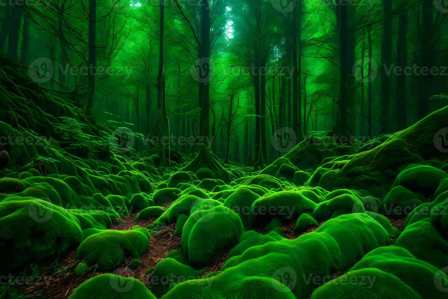 A green forest with mossy rocks photo