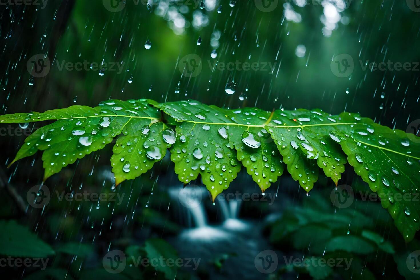 Raindrops on a leaf in the forest photo