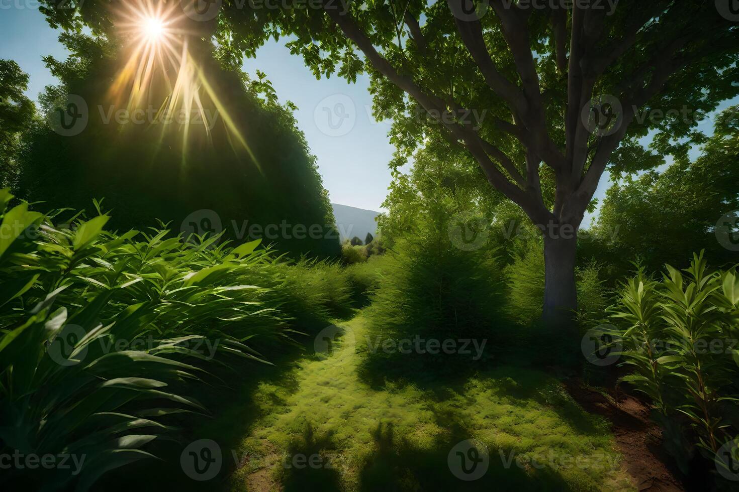 A forest scene with trees and grass photo
