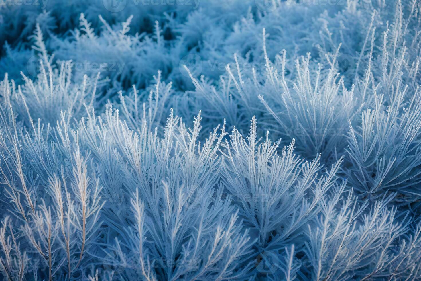 Frosty grass in the morning light photo