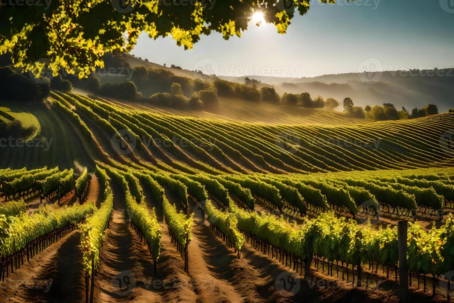 Vineyard landscape with sun shining over the vineyard photo