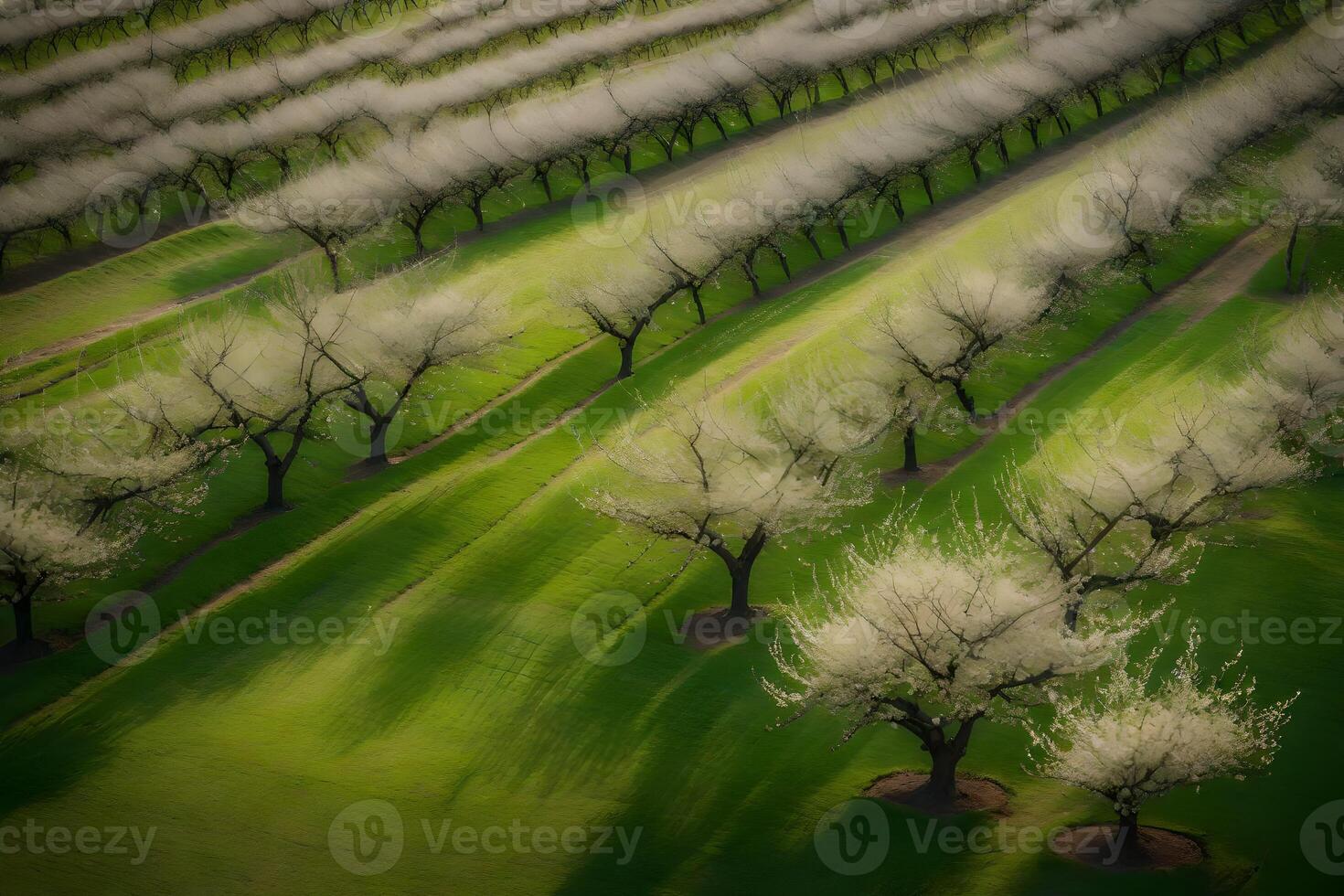 An aerial view of a field of trees with white blossoms photo