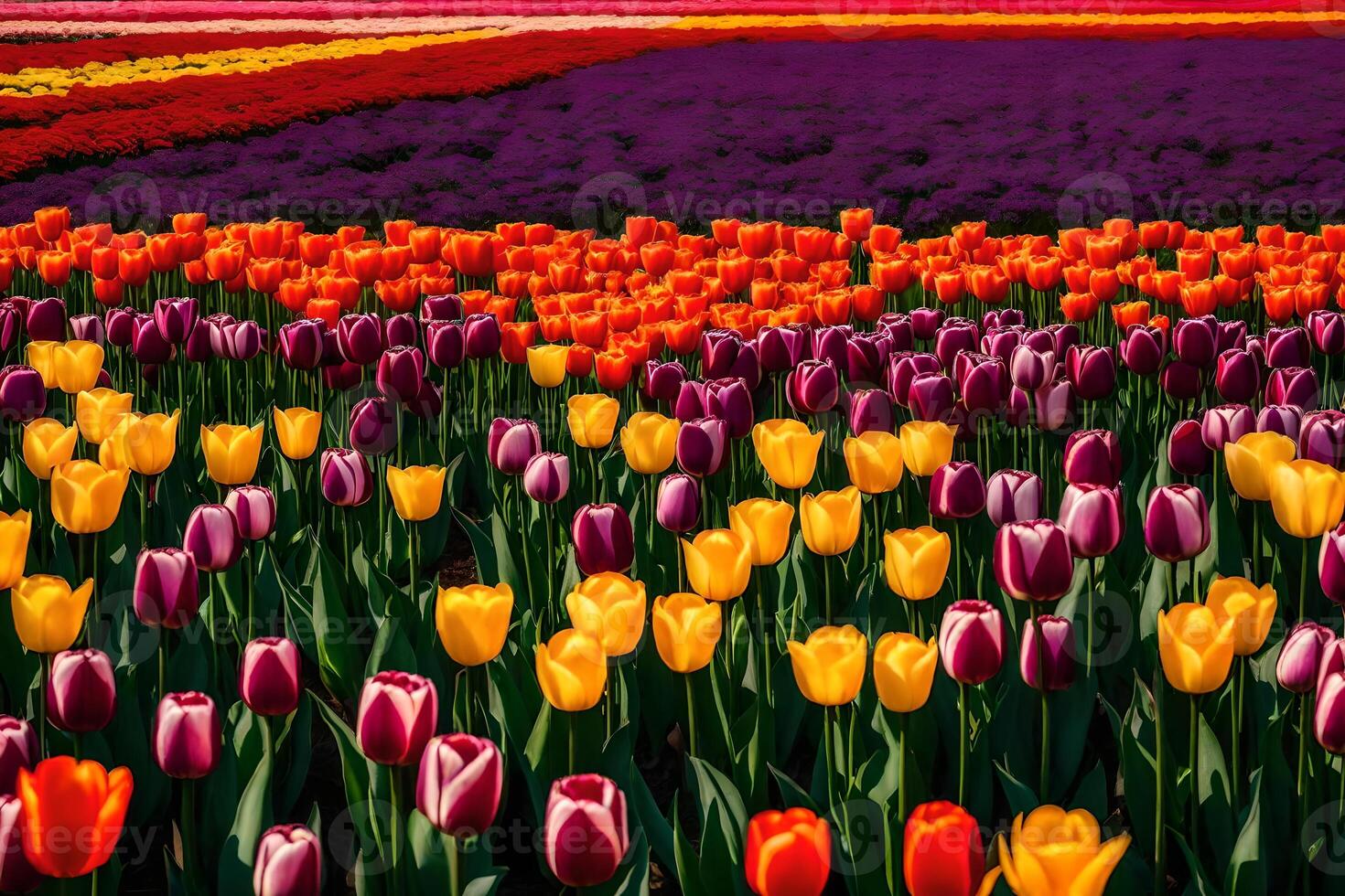 A field of colorful tulips with a red sky photo