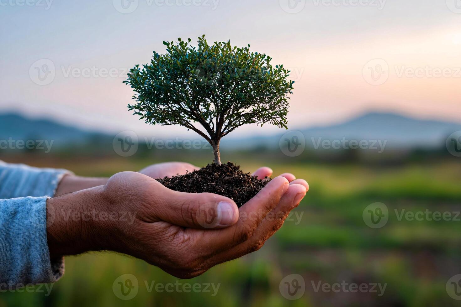 Open hands hold a growing tree, representing hope, aid and the dignity of humanity photo