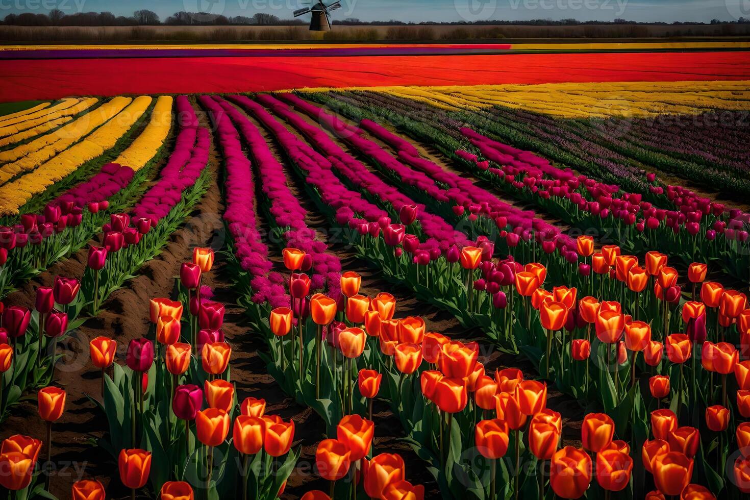 A field of colorful tulips with a windmill in the background photo